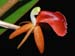 Liparis_latifolia