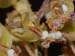 Mycaranthes_monostachya_2