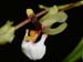 Ornithophora_radicans