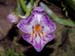 Phalaenopsis_appendiculata_2