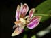 Phalaenopsis_minus_2