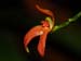 Pleurothallis_endothrachis