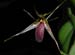 Pleurothallis_megalops