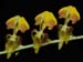 Sigmatostalix_eliae