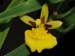 Sigmatostalix_graminea