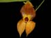 lepanthes_ophelma