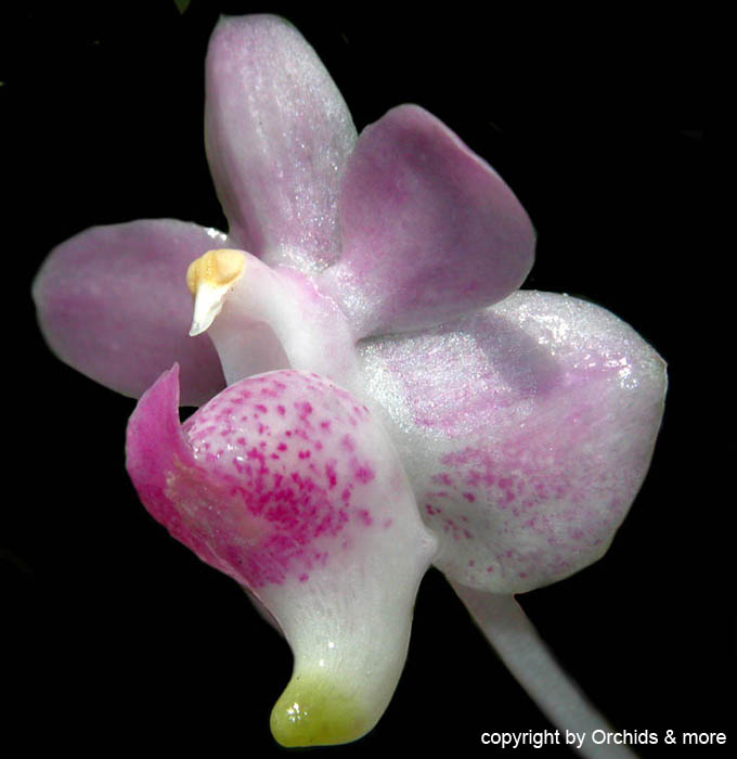 Aerides_odorata