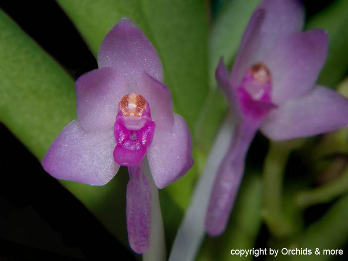 Ascocentropsis_pusilla