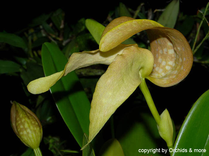 Bulbophyllum_ bufordiense