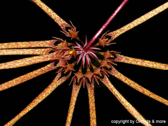 Bulbophyllum_makoyanum