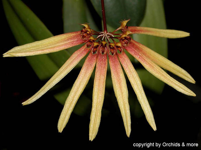 Bulbophyllum_makoyanum_2