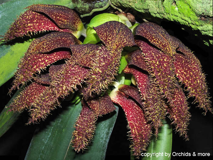 Bulbophyllum_phalaenopsis