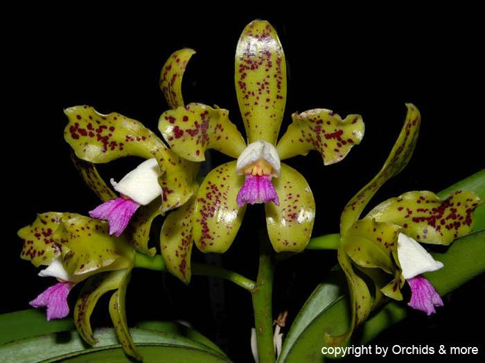 Cattleya_guttata_2