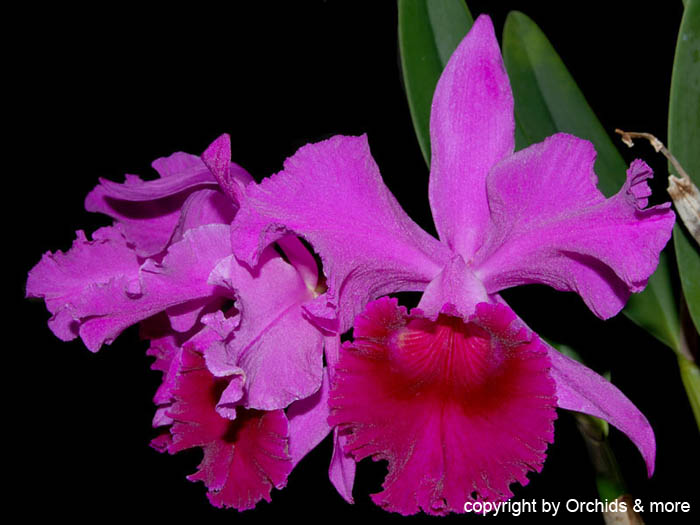 Cattleya_jenmaii_rosea