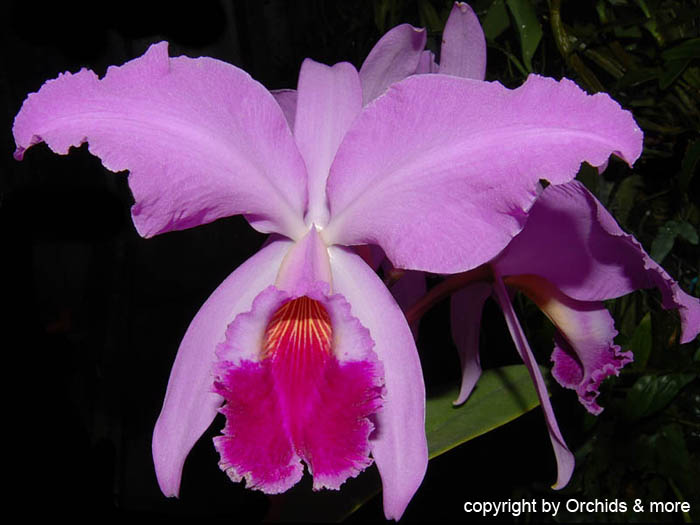 Cattleya_labiata