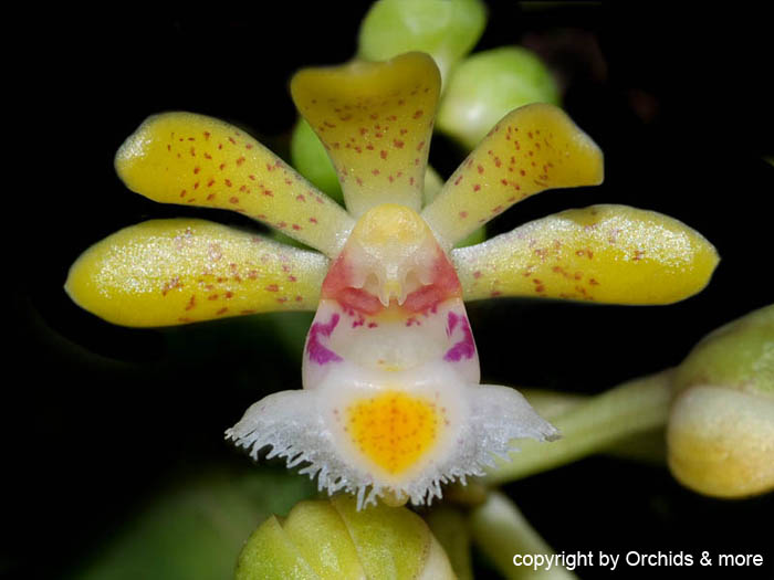 Gastrochilus_dasypogon