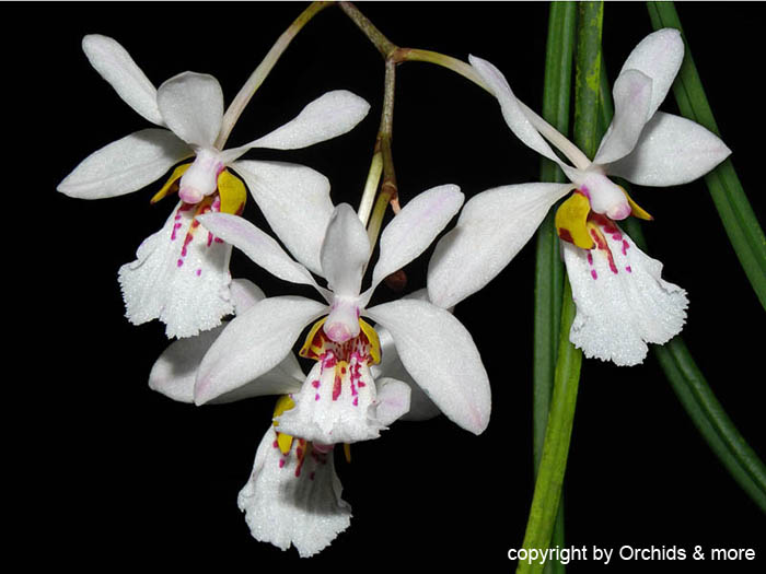 Holcoglossum_wangii