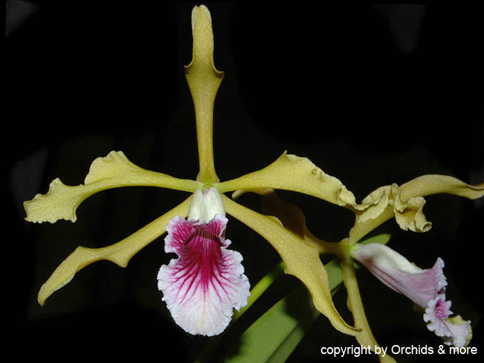 Laelia_grandis