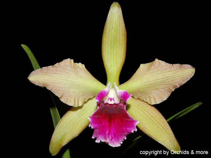 Lc. tenebrosa x Penny Kuroda