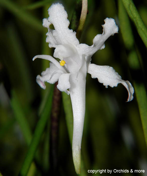 Papilionanthe_vandarum