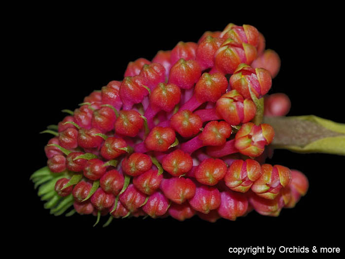 Robiquetia_cerina