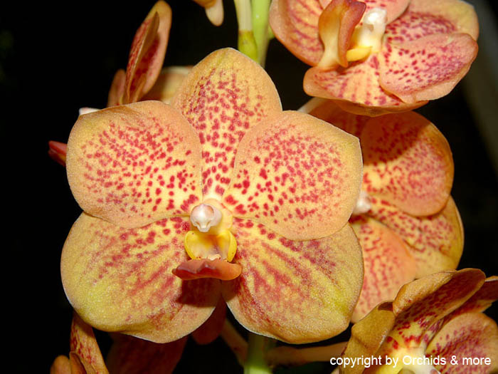 Vanda_Udomchai_x_Guo-Chia_Long