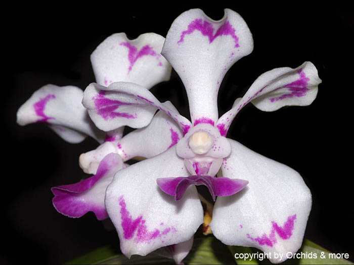 Vanda_luzonica