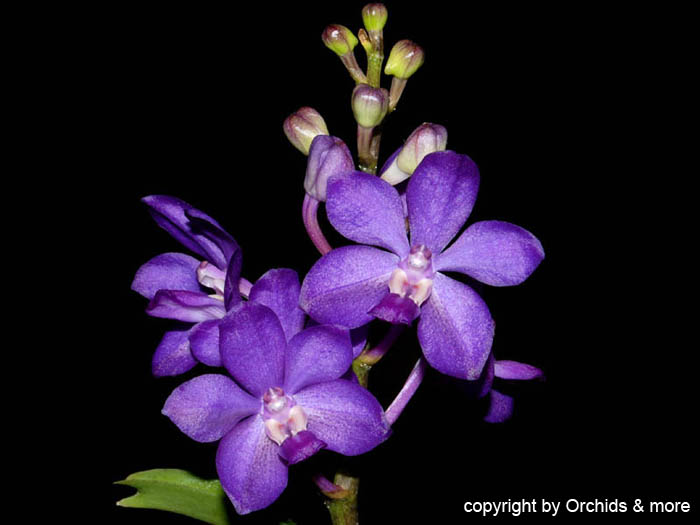 Vascostylis_Meechai_Thaisky
