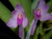 Ascocentropsis_pusilla