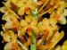 Ascocentrum_aurantiacum