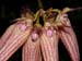 Bulbophyllum_elisabeth_ann