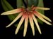 Bulbophyllum_makoyanum_2