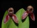 Bulbophyllum_maquilinguense