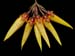 Bulbophyllum_retusiusculum