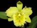Cattleya_Blc._PortsofParadise x Mem.HelenBrown