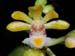 Gastrochilus_dasypogon