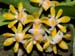 Gastrochilus_dasypogon2