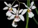 Holcoglossum_wangii
