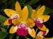 Lc. Loog Tone 'Golden Apple'