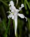 Papilionanthe_vandarum
