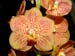 Vanda_Udomchai_x_Guo-Chia_Long
