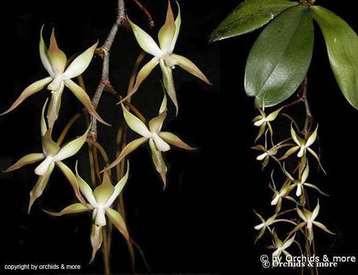 Aerangis_stelligera