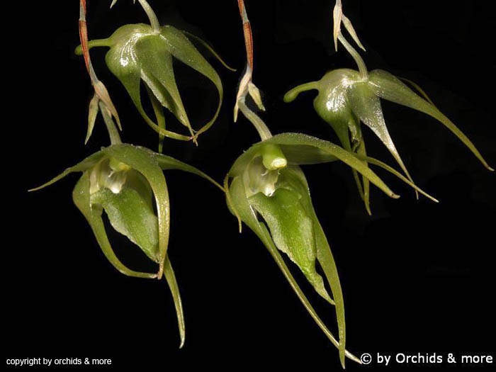Aeranthes_longipes