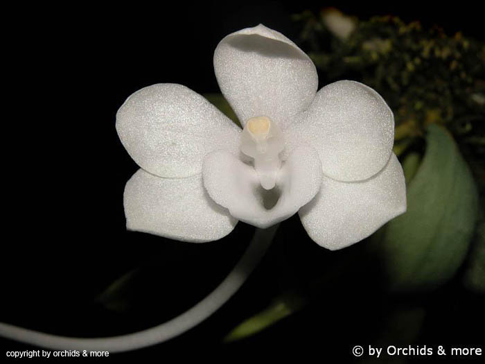 Amesiella_monticola