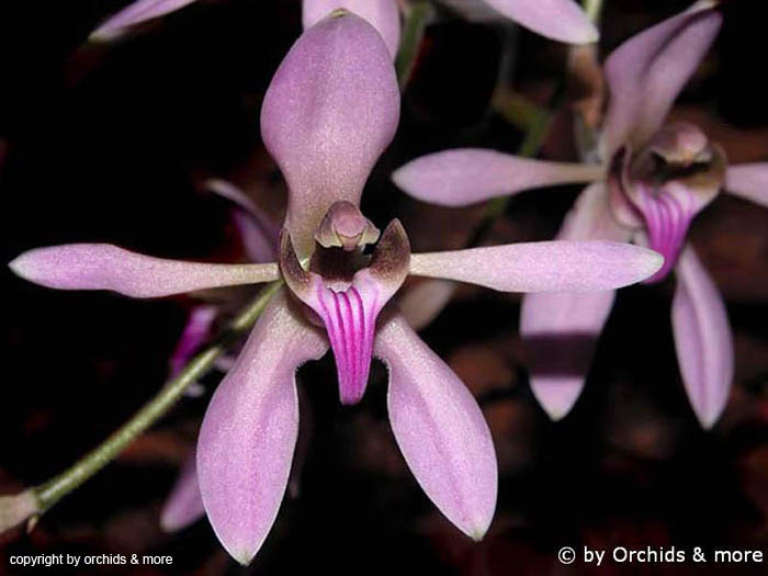 Ancistrochilus_rothschildianus