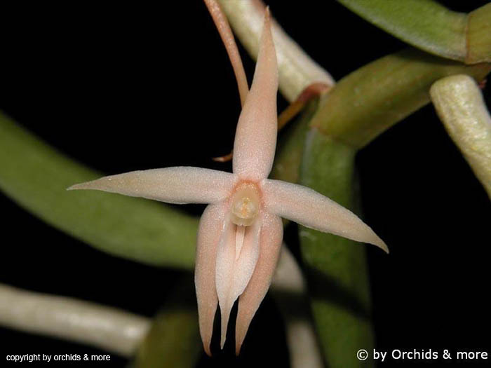 Angraecum_erectum