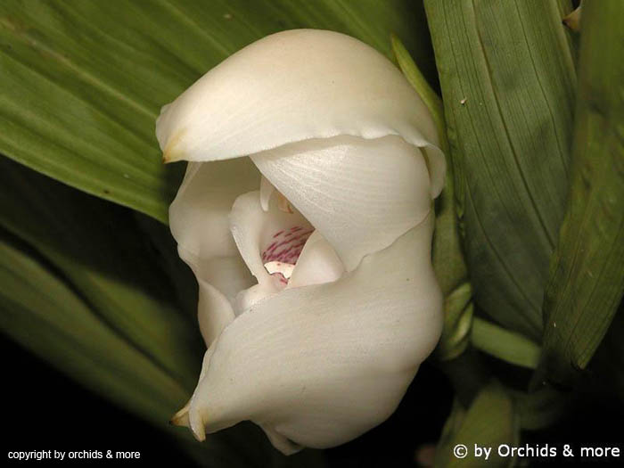 Anguloa_virginalis