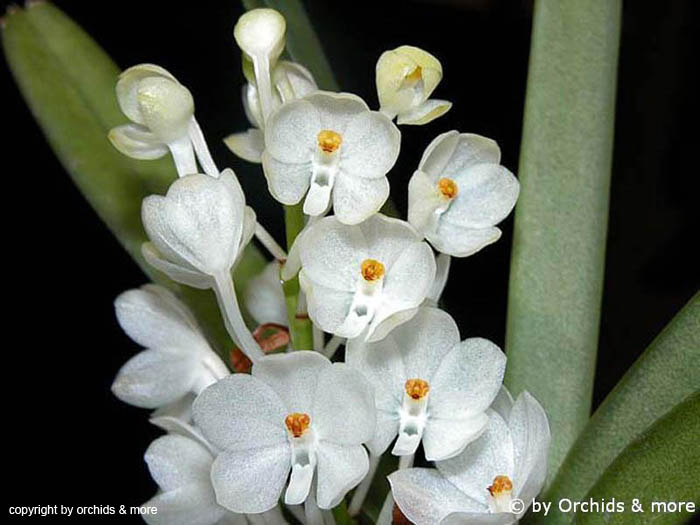 Ascocentrum_ampullaceum_var_album