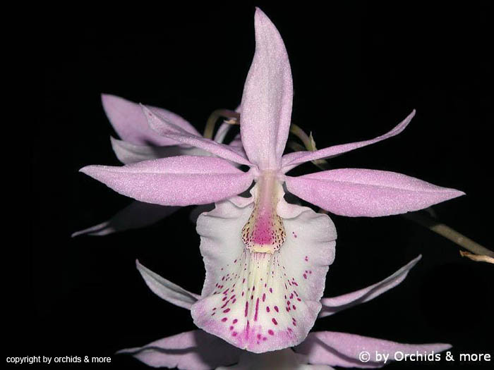 Barkeria_spectabilis