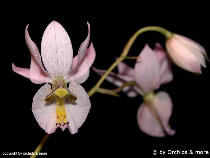 Barkeria_whartoniana
